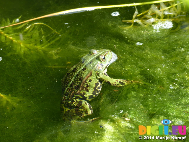 FZ008209 Submerged Marsh frog (Pelophylax ridibundus)